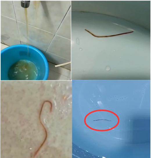 可怕东莞一小区自来水惊现红色的活虫街坊不敢洗澡了