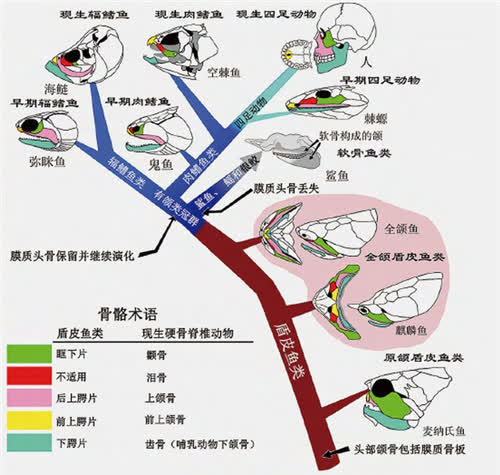 人類是3億年前的魚進化的嗎?我們手上留下的證據,或能證明