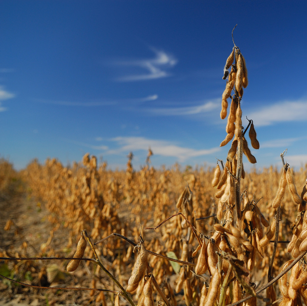 对美国农业部5月大豆供需报告的解读_腾讯新闻