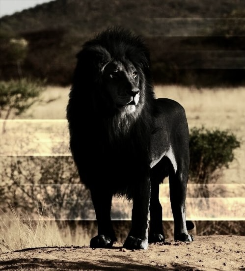 黑色鬃毛的狮子图片