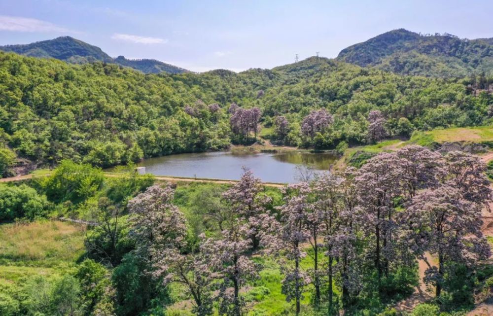 这就是山东|伟德山,楸树花开,携夏而来