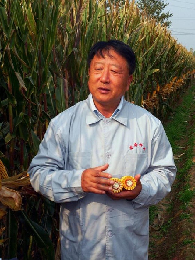 "杂交玉米之父"李登海:与袁隆平齐名,为国家带来1000多亿收入
