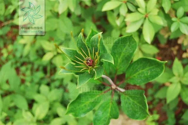 魔尊重楼亦正亦邪有毒又可解毒仙剑中药故事