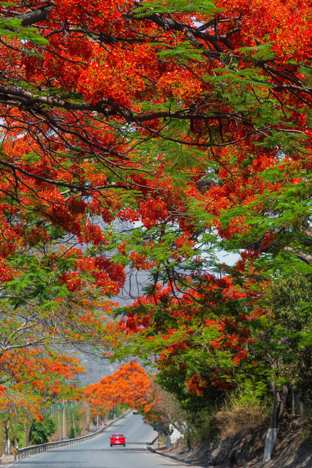 图集丨四川攀枝花"红花楹"正在怒放 叶如飞凰之羽,花若丹凤之冠