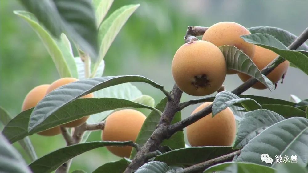永善明子山枇杷实现产量单价双增长_腾讯新闻