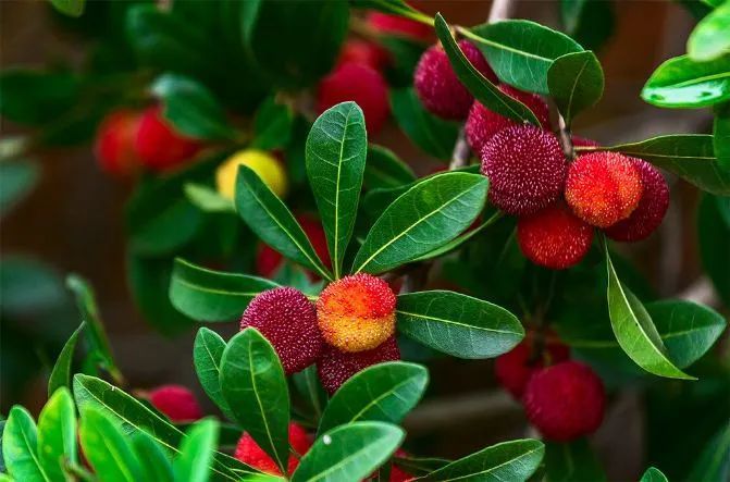 这些江苏水果特产你吃过几种没吃过可就亏大啦