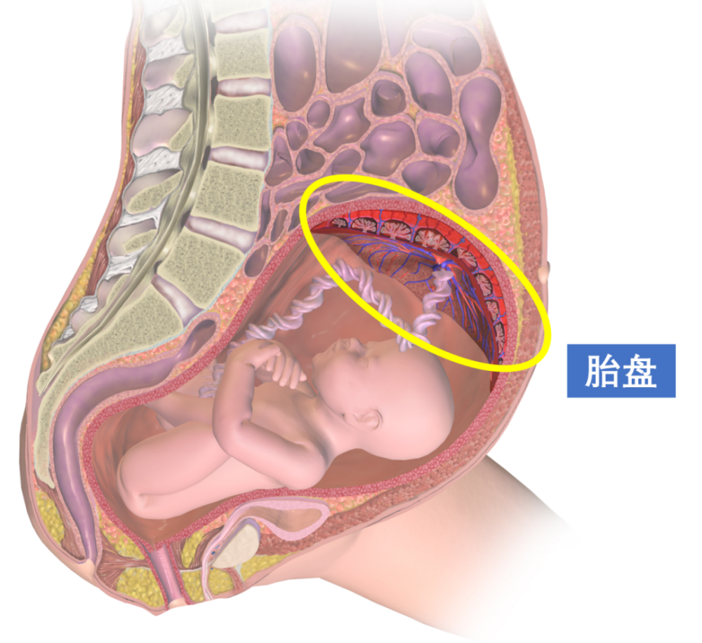 为了模拟胎盘发育 他们让干细胞 怀上了 腾讯新闻