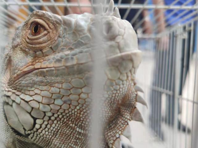 郑州一生态廊道惊现"鳄鱼"?原来是这种国家二级保护动物