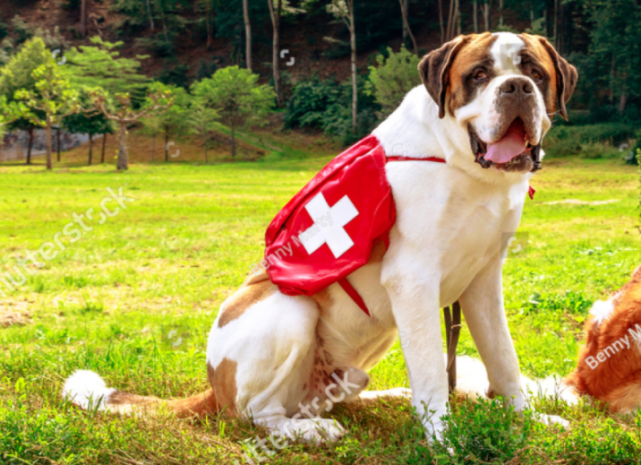 雪山上的移动救护车竟是只狗