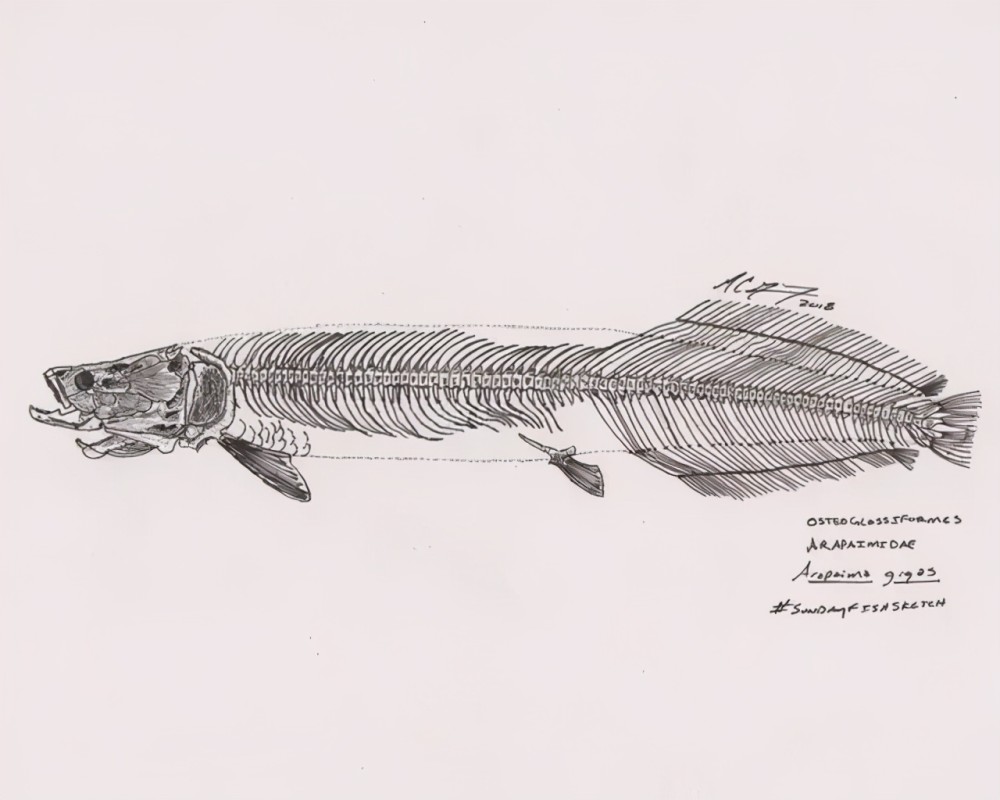 数个亚马逊河中的霸主,食人鱼只是它们的开胃菜