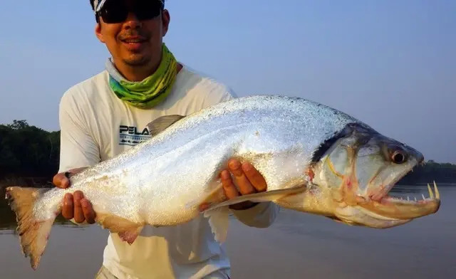 如果说食人鱼是亚马逊河最有名的凶猛鱼种,那么巨水狼牙鱼就是以猎食