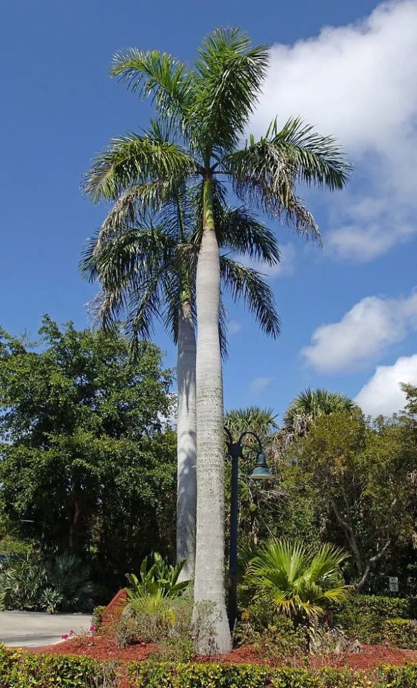 广东一男子被一片树叶砸晕?南方行道树迷惑大赏:随时随地"空降导弹"!