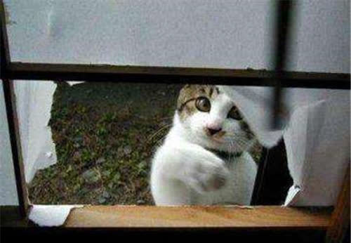 古代没有玻璃,窗户纸很薄一捅就破,古人该如何防雨防盗防偷窥?_腾讯新