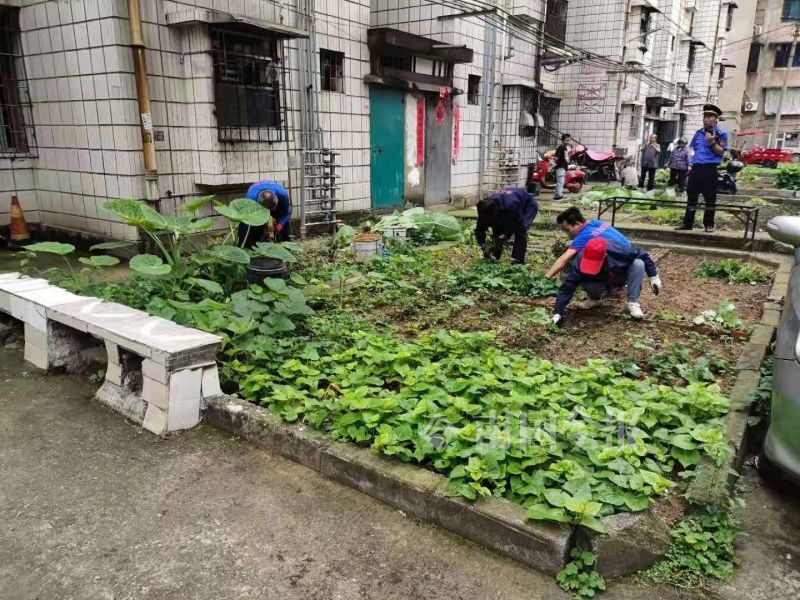 占用公共用地种菜目的是防老鼠柳州这一小区内居民违规种菜的理由够