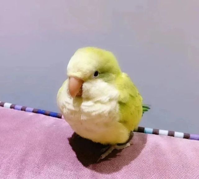 和尚鹦鹉平均寿命20年,根据羽翼颜色分:绿和尚鹦鹉,蓝和尚鹦鹉,白和尚