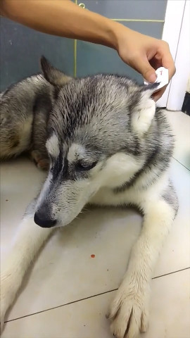 二哈打输了架,回家不停抽泣向主人哭诉,委屈模样让人笑岔气了