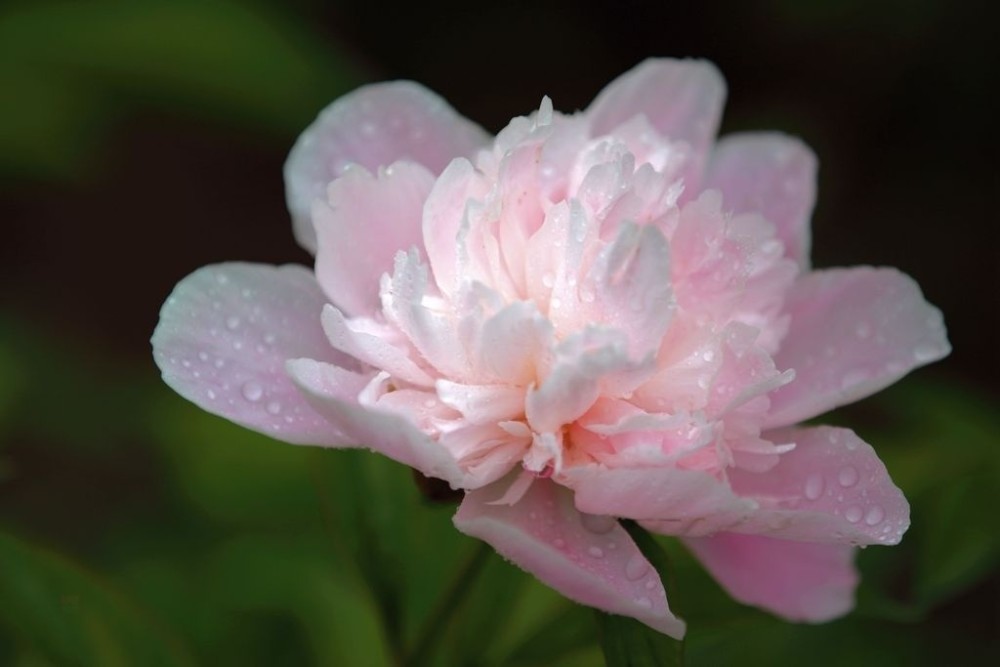 春深百卉过芬芳,雕槛惟余芍药香