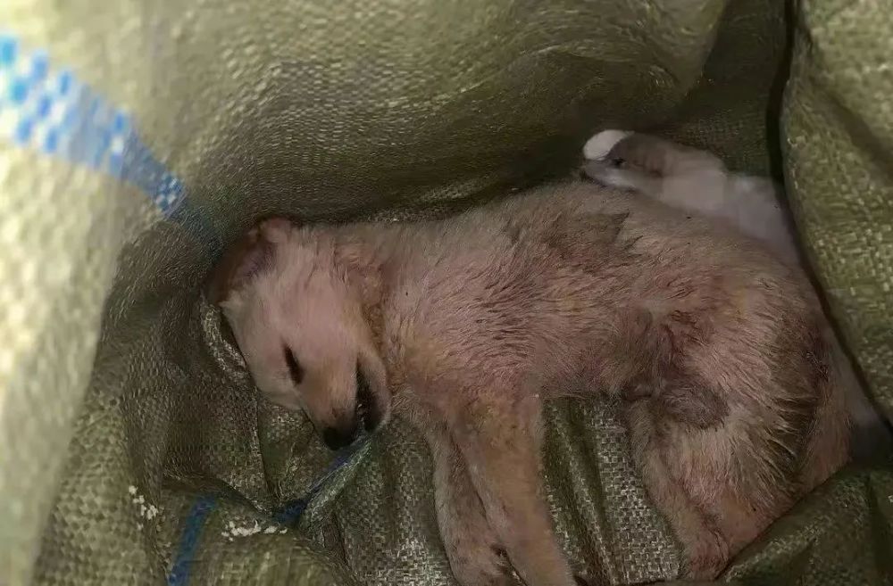 「宠物盲盒」,而这一次盲盒中的小动物 已全部死亡