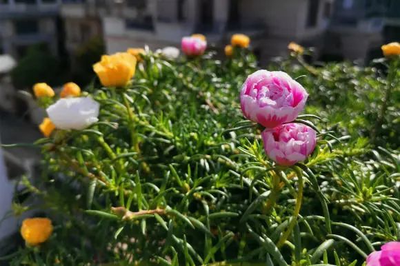 夏天到了 该种太阳花了 买点花种子 撒在土里 夏天狂开花 腾讯新闻