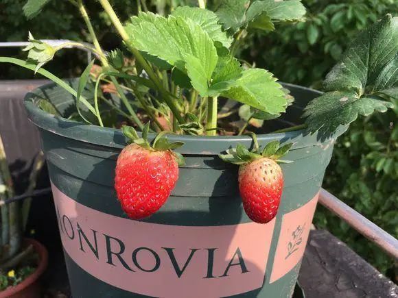 种草莓 必须买苗子 千万别买种子 种子不结果 白花冤枉钱 腾讯新闻