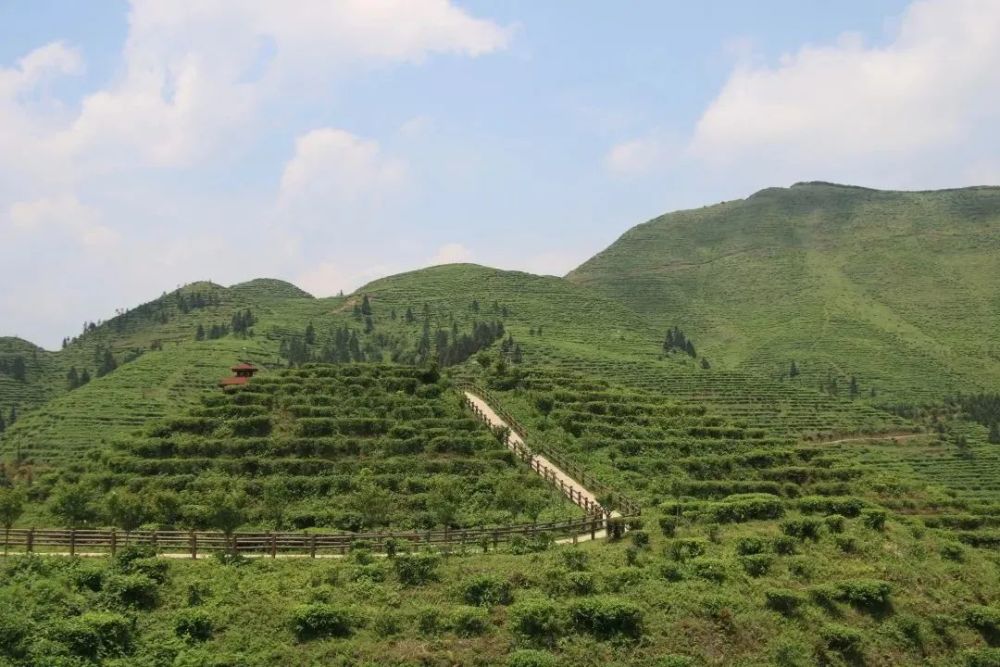 鸟王山茶园风景区有哪些好玩的景点里达镇境内今天