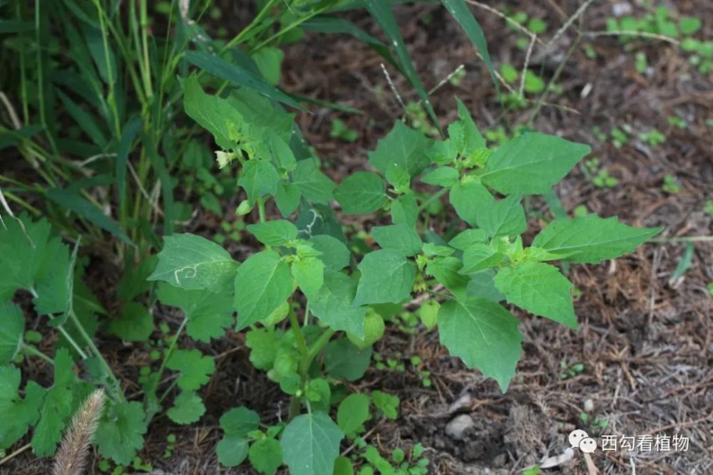 苦蘵physalisangulata