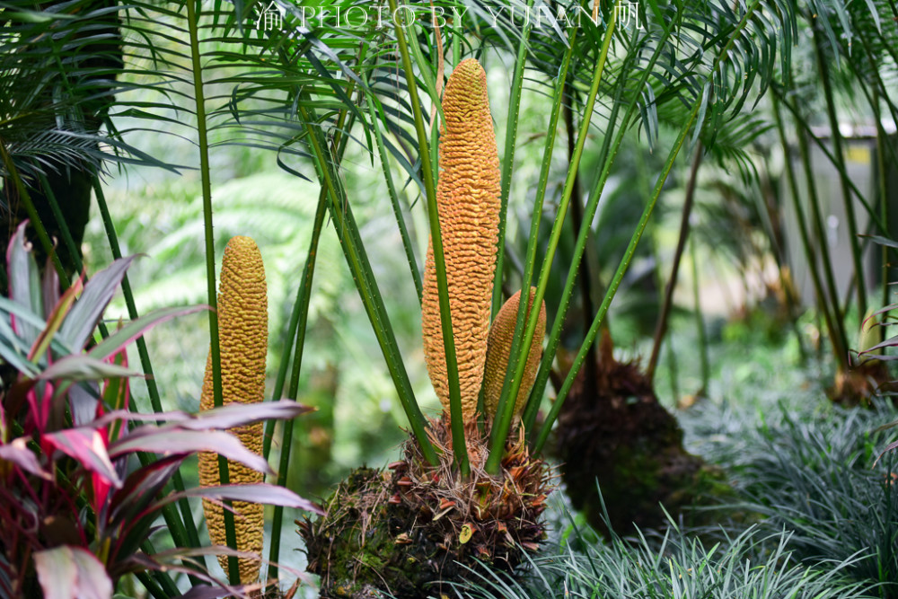 南宁人民真幸福,城中绿肺景美好玩门票少,不用出城便可游5a景区