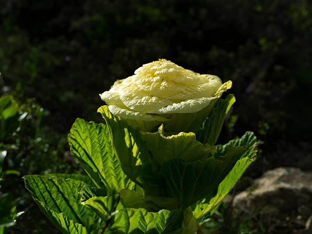 高原上獨有的白菜7年才開花結果十分的珍貴請別破壞它