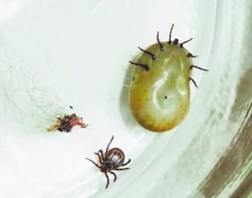 蜱,俗称壁虱,扁虱,草爬子,狗豆子等,是寄生在家畜,鼠类等体表的昆虫.