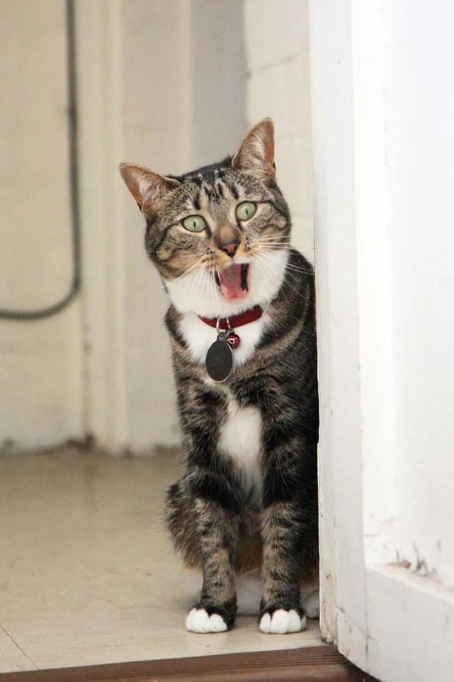 猫咪打哈欠能有多萌?一组图告诉你