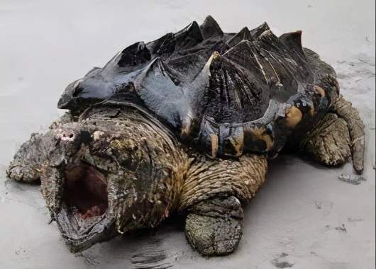 世界上十大最凶的乌龟图片