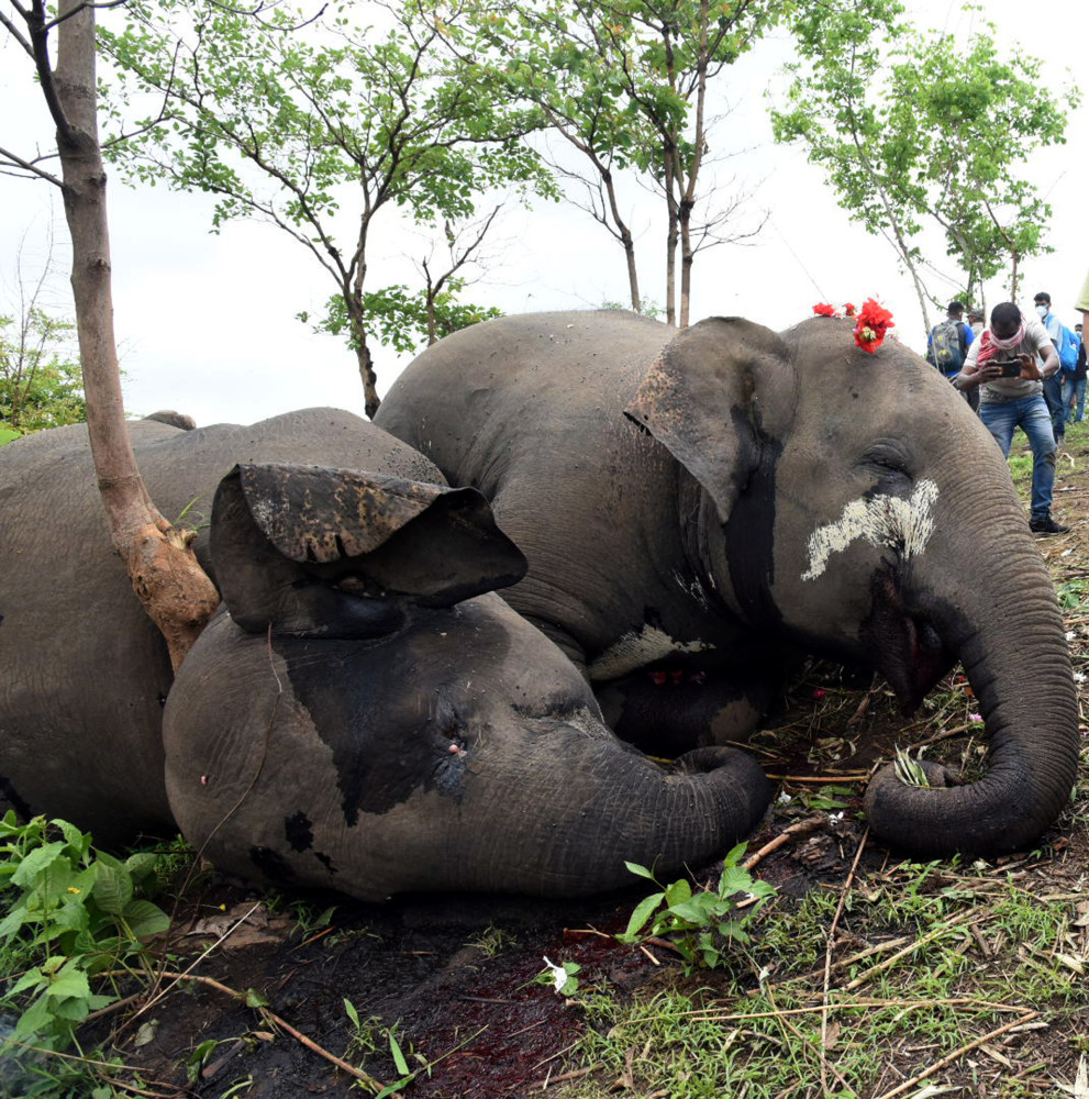 国际送别死去的象