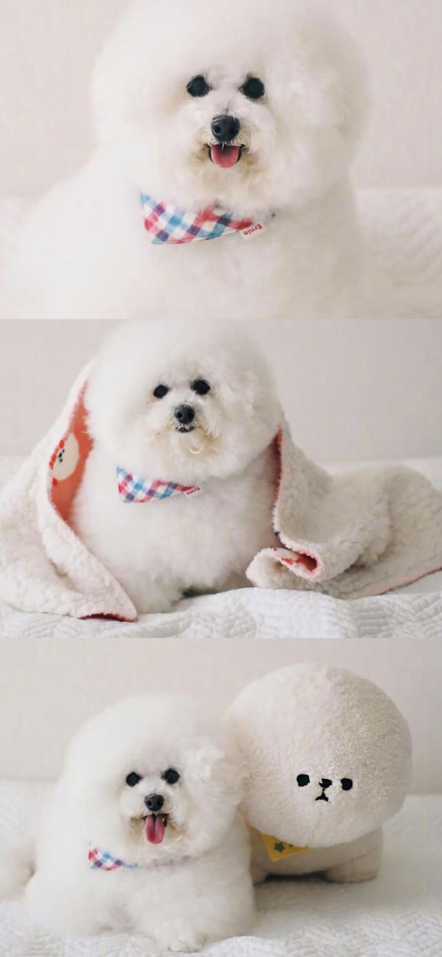 壁纸:萌宠小狗狗高清壁纸