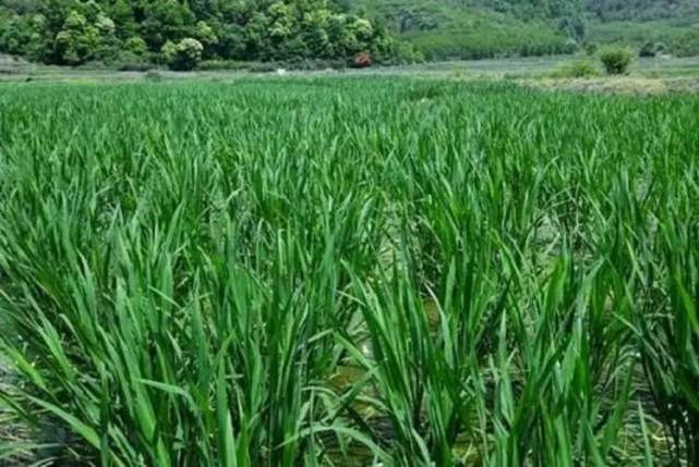 白白嫩嫩的茭白,屬禾本科菰屬多年生宿根草本植物,它其實是這種水生