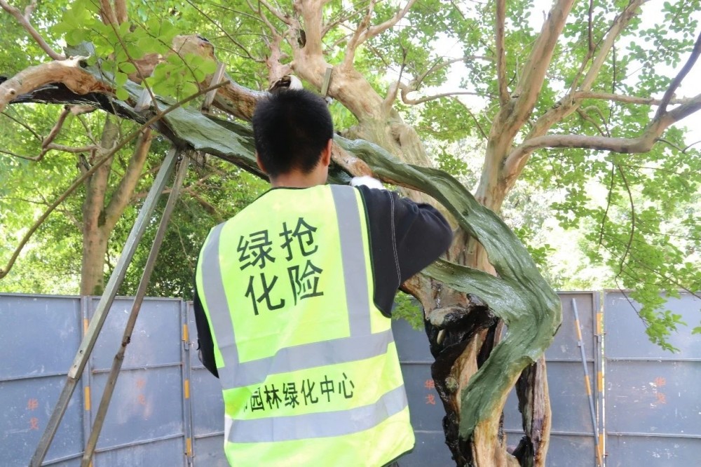 五一节前,趁着晴好的天气,市园林绿化服务中心派出"树医生",在仔细