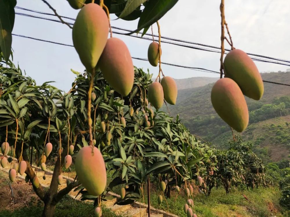 关于元江县芒果成熟采摘上市的倡议书