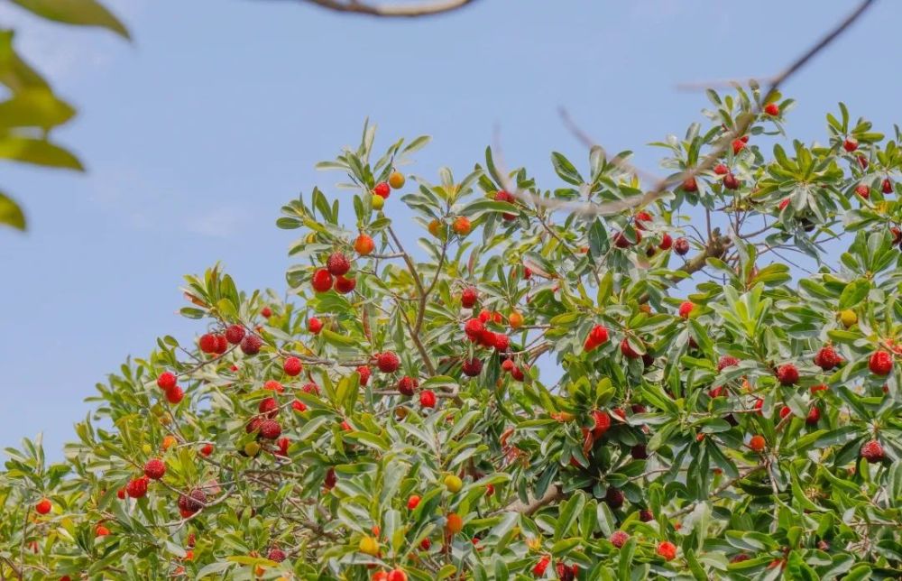 厦门这处杨梅园抢先上市啦_腾讯新闻