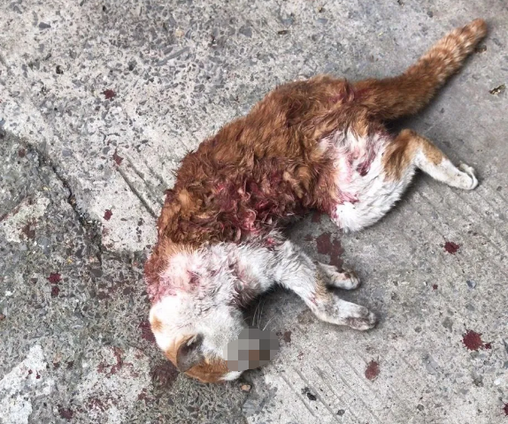 镇江某地一小区业主:4次均已报警!车被划,死猫