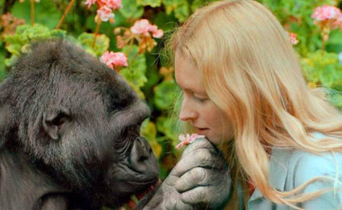 疯狂的人兽杂交实验!前苏联曾做实验,让5名女性和黑猩猩生孩子