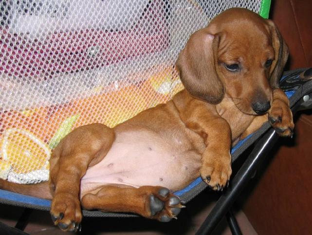 笼中之犬遭电击年轻人的真实写照要如何避免习得性无助