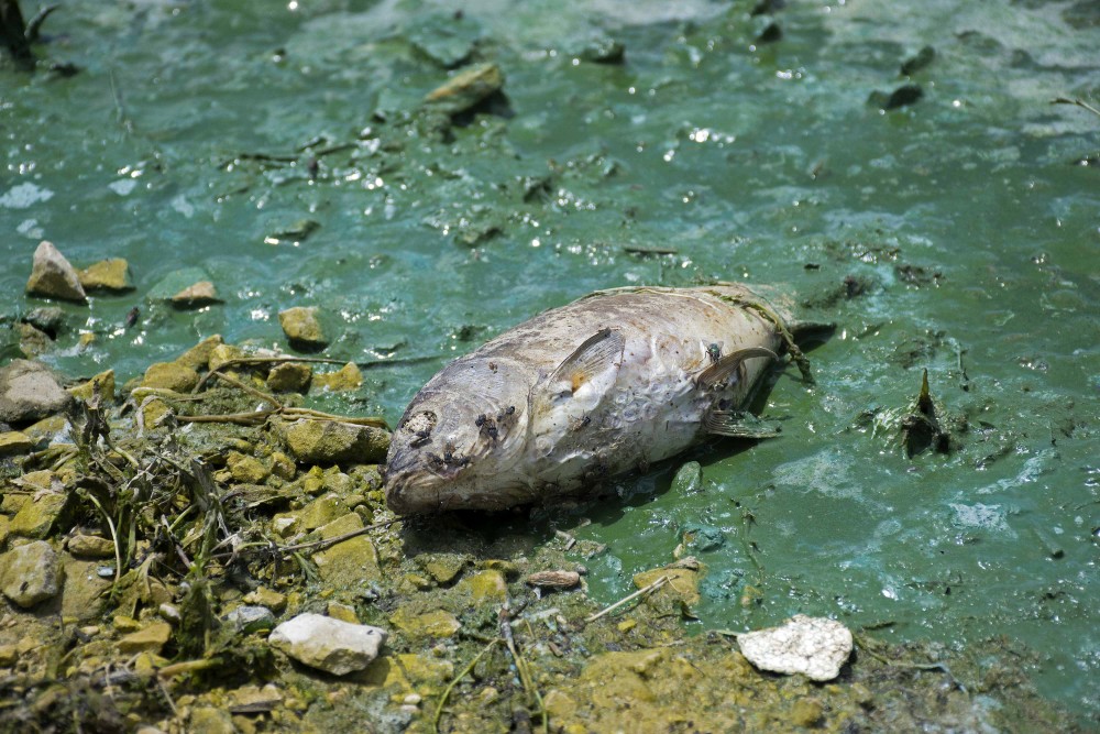 日前,黎巴嫩的一个人工湖内有大量鱼类死亡.