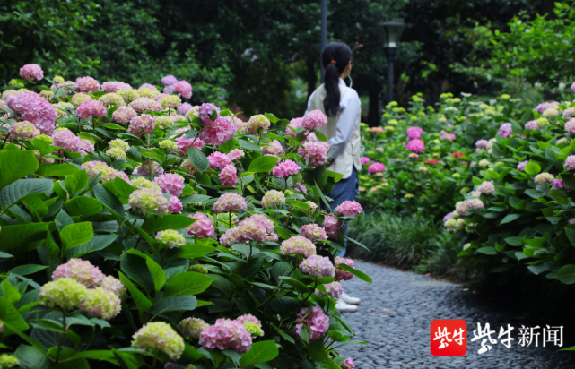 视频 蓝紫粉白花球团团相拥 常州绣球花展带你进入如梦如幻的彩色世界 腾讯新闻