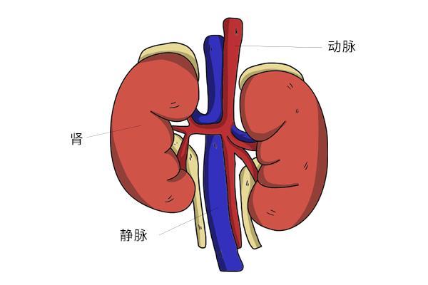 49岁男子,每天跑步,却跑出肾功能衰竭,是怎么回事?医生告诉你