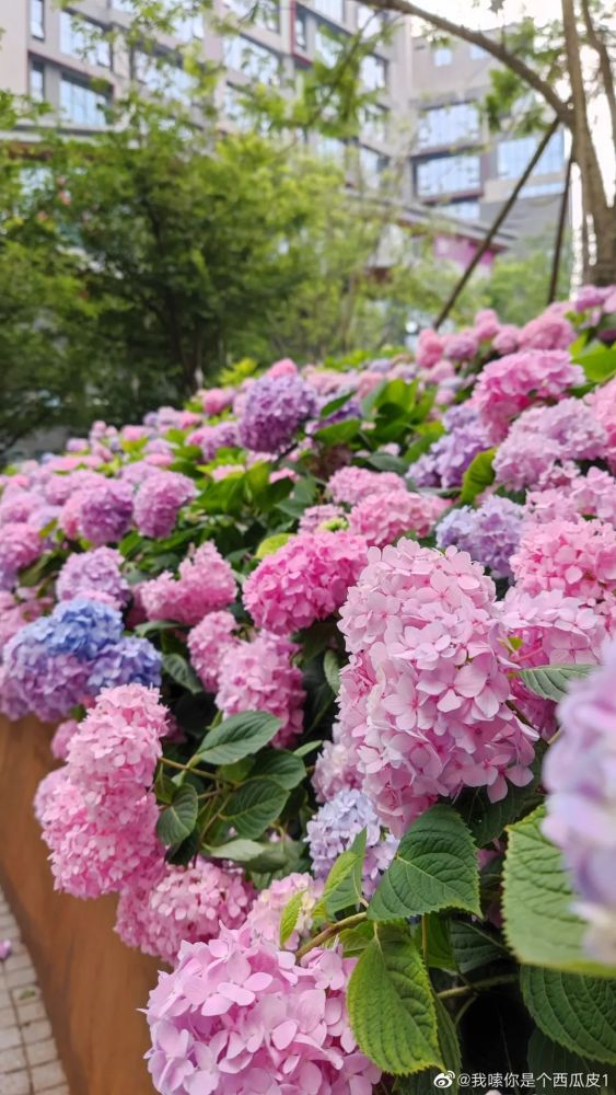 成都"绣球花海"来袭!70 品种,大多不要门票