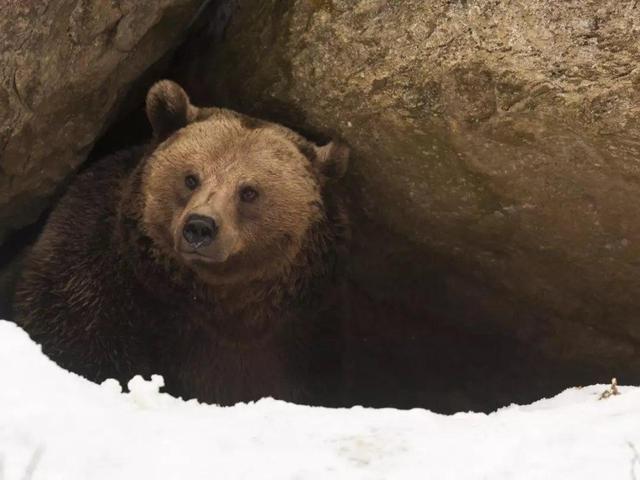 熊在冬眠状态 不怕被食肉动物吃掉 冬眠中的母熊可以生宝宝吗 腾讯新闻