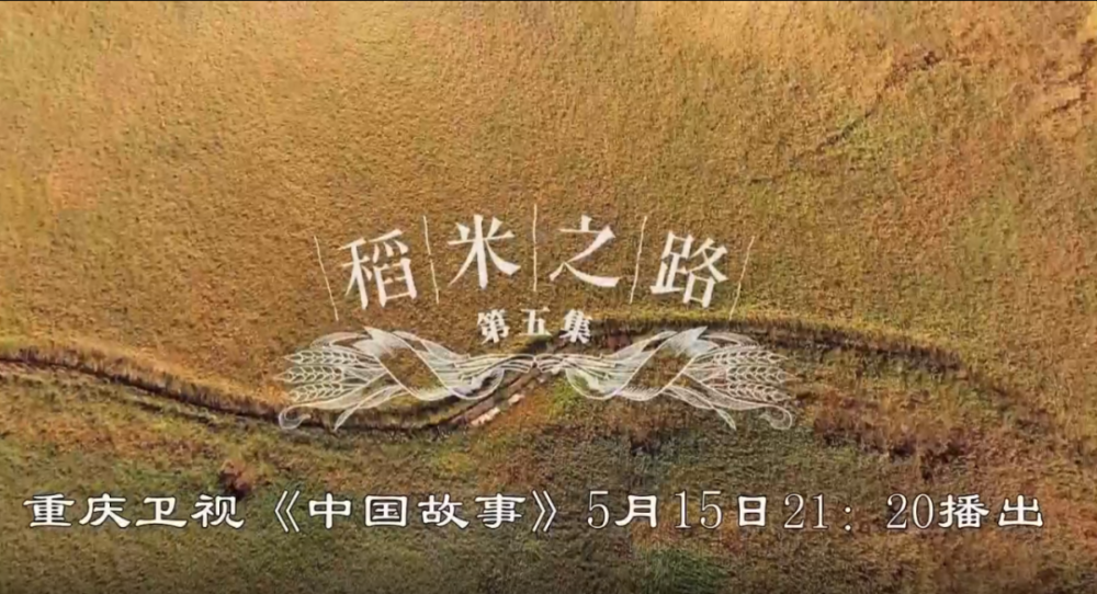 中国故事|稻米,是从什么时候开始走进东南亚人们的生活?