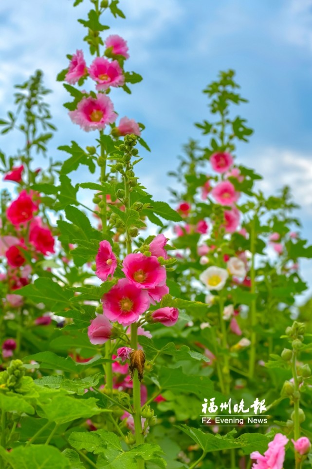 5月13日,福州花海公园的工作人员提醒,眼下蜀葵正值盛花期,将一直持续