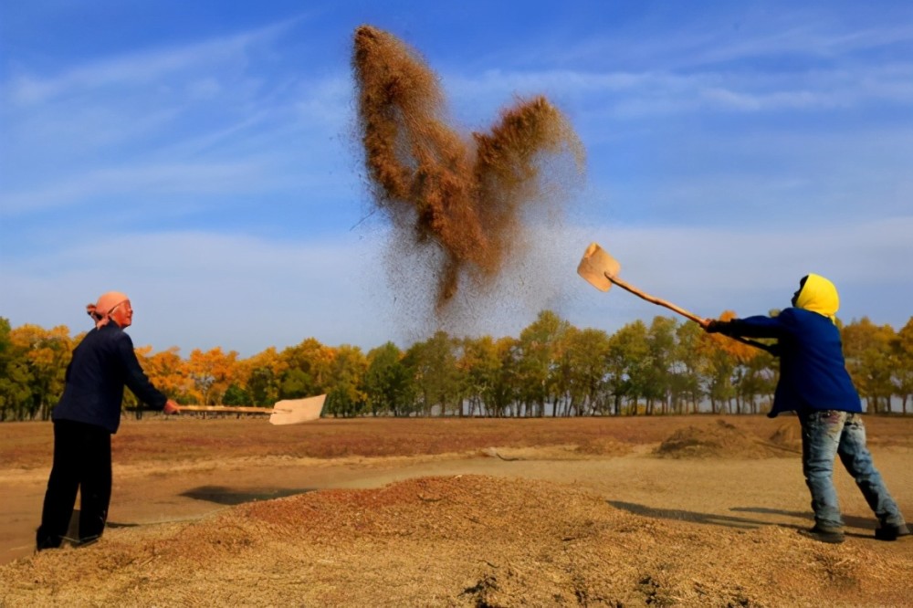 农村70后回忆童年:忘不了割麦的辛苦,忘不了吃上白面馍的幸福