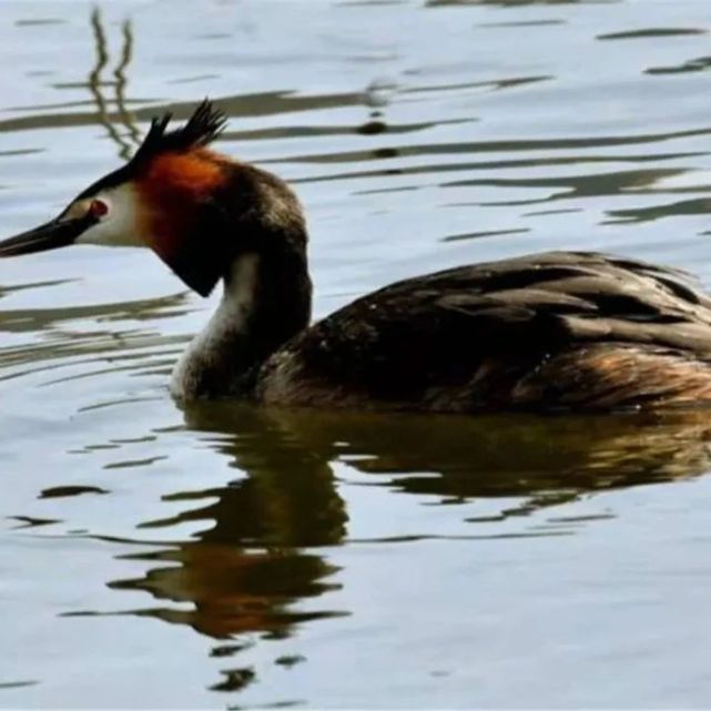 長春北湖溼地公園內誰動了國家二級保護動物鸊鷉的蛋