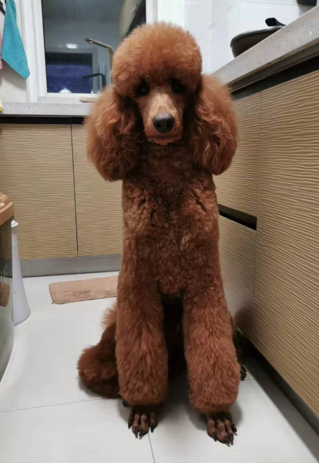 巨型贵宾犬天生叛逆智商很高却从来不听话气得主人想丢狗